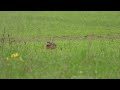 Zając miał szczęście / Lucky hare