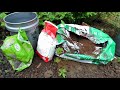 Outdoor Seed Starting & Planting Cucumbers, Zucchini & Squash: Timing & Soil Mix & Fertilizer