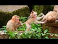 Brotherly love.. Good family.. cute monkey family. viral monkey video. macaco. macaque. kurangan