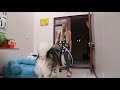 Hula Hooping With My HUSKY! He SMACKS at it!