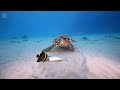 TURTLE PARADISE 2 - a Nature Relaxation™ Underwater Ambient 8K Film ft Relax Moods Music - 2 HOURS