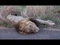 Beautiful ROAR from CASANOVA  (Casper, the White Lions Brother) in Kruger National Park South Africa