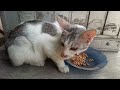 Makan dengan mode WASPADA🔥🔥🔥#kucing #fypシ #fypシ゚viral #kucinglucu