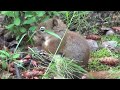 Such different and funny squirrels \ Compilation 2023