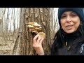 WILD MUSHROOM EXPERT Takes Me Fall Mushroom Hunting! In the Bush #92