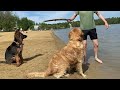 My Dogs Go On A Beach Trip