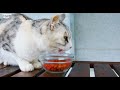 Котята 🐈🐾😻 4K - Видео милых котят в 4K, спящих и мурлыкающих милых кошек