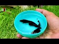 Serok Ikan Hias Warna-warni, Ikan Koi, Ikan Mas Koki Komet, Lele Gurami Cupang, Kura Brazil Besar 28