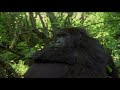 This Movie About Gorillas In Zaire took SEVEN Years To Make (Incredible Story) | Our World