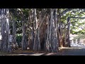 Banyan tree in Honolulu Hawaii