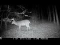 1 Hour of Whitetail Deer Scrape Trail Cam Videos