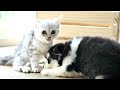 Baby Animals - Peaceful and Relaxation With Peaceful Relaxing Music and Animals Video Ultra HD