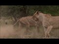 White Lions - Fight for Survival | Full Documentary