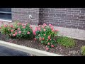 Colorful flowers and plants on house and business properties