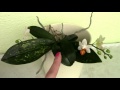 How to set back an Orchid - Major DON'Ts with Orchids