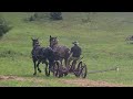 Training or Breaking a Team of Horses to a Sickle Bar Mower