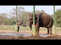 Baby Elephant drinking clean water from Shower