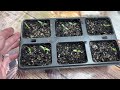 Paper Towel Seed Germination: A Step-by-Step Tutorial