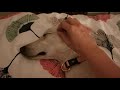 Talia the dog - relaxing face massage