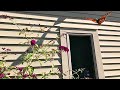 Monarch Butterflies in Slow Motion