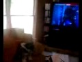 Miniature Schnauzer sings with Carrie Underwood 