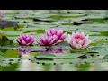 A Meditation in a Japanese Water Garden Relaxing Calm Nature Sounds