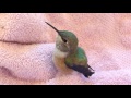 Baby Rufous Hummingbird