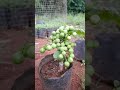 Eggplant grafting