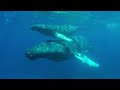 Whale Song Underwater: 60 Minutes of Relaxation, Meditation, and Sleep | Serene Ocean Sounds