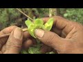 Como sembrar y cultivar vainilla