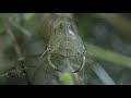 The Great Diving Beetle is an Impressive Underwater Hunter 💧 Macro Worlds | Smithsonian Channel