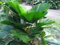 Licuala grandis Ruffled Fan Palm