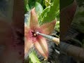 How to Pollinate Stapeliads