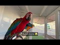 Macaws - most adorable PETS