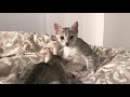 Kittens grooming each other