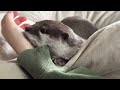 Super Adorable Otters Cuddle When They Sleep Only