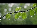 Ambient Sounds for Relaxation | Calming Music and Rain Sounds for Mindfulness and Serenity 🌧️🌊