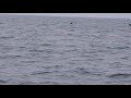 Whale Watching(5)