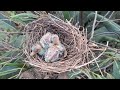 baby bird accidentally knocks its little brother out of the nest.bird eps 245