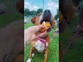 Shelter Dog Brooklyn Gets some McD's!