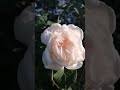 Клематис Chalcedon и роза Mon Jardin et Ma Maison.