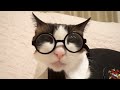 ハリーポッターコスプレをしたけど眼鏡は外したくなる猫です Harry Potter cosplay cat