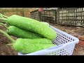 You will have bottle gourd all year round if you know this method of growing bottle gourd