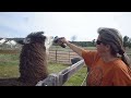 Llama likes his morning coffee