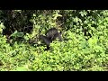 Mountain gorilla in Bwindi Impenetrable Forest