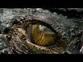 Cine Animals Trailer - Wildlife and Nature Documentary | Animal Videos