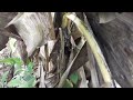Baby bird almost dies due to its mother being careless in making a nest.bird eps 241