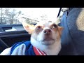 Chihuahua dog sings with Adele