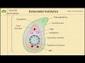 Entamoeba histolytica in Hindi | Structure and Function | Parasitology | Basic Science Series