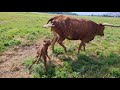 Texas Longhorn heifer calf shortly after birth